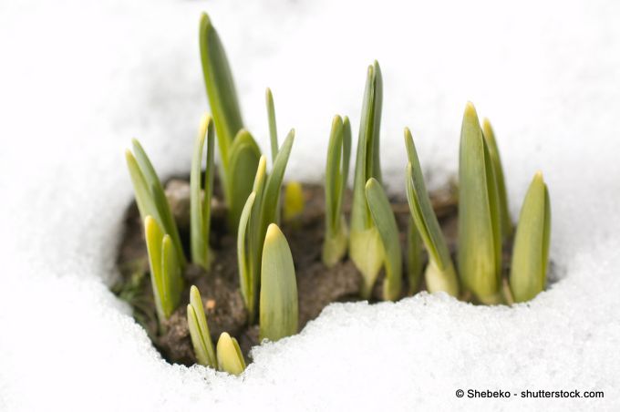 Der Durchbruch ist geschafft, fehlt nur noch die Blüte