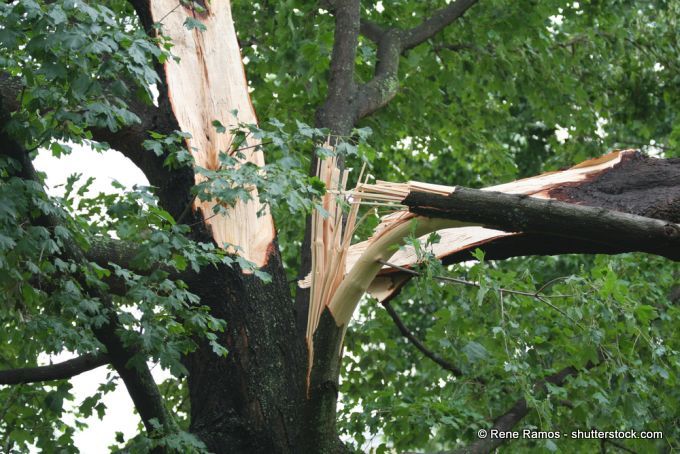 Sturmschaden am Baum