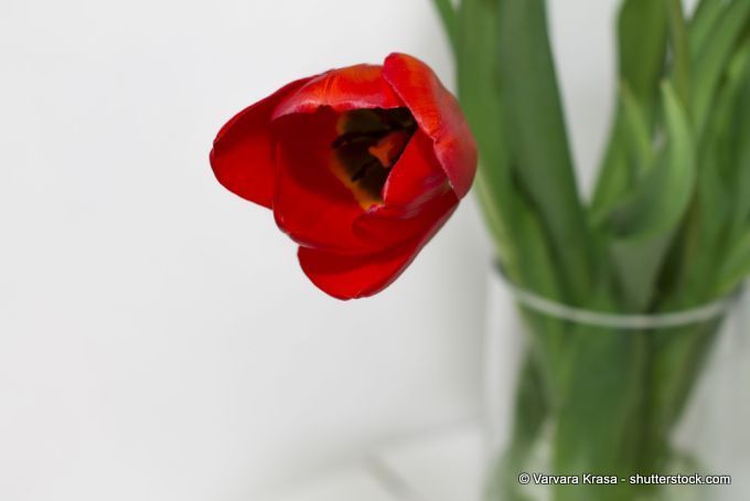 Tulpe in einer Vase