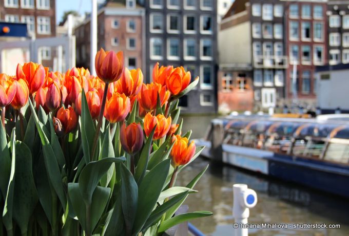 Tulpen in Amsterdam