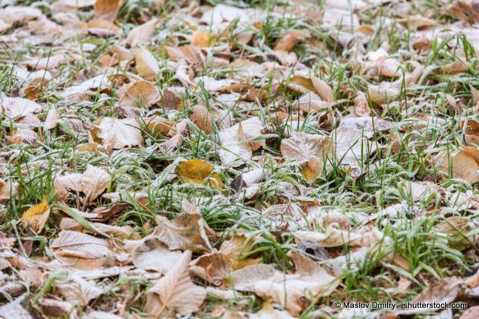 Herbst: Bodenfrost auf Rasen