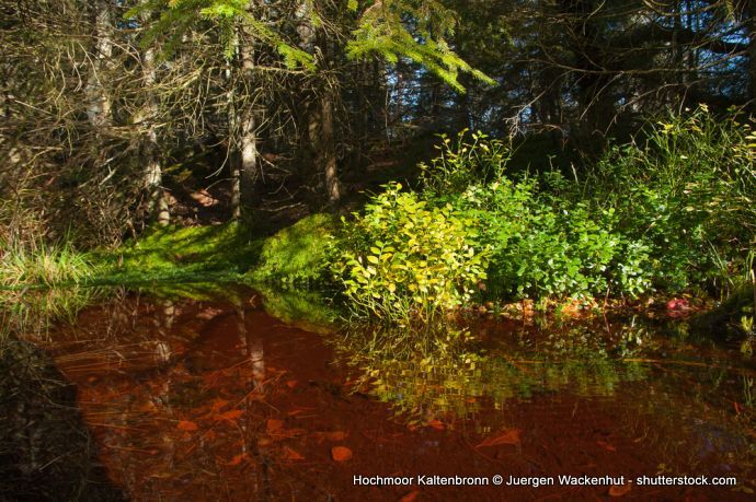 Hochmoor Kaltenbronn