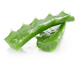 Aloe Vera für Wundheilung