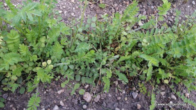 Kleiner Wiesenknopf (Pimpinelle) widerstandsfähige Heilpflanze