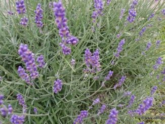 Lavendel ist ein typisches Kraut für eine Hausapotheke