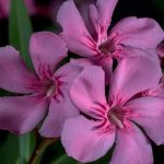 Oleander | Bild: domeckopol