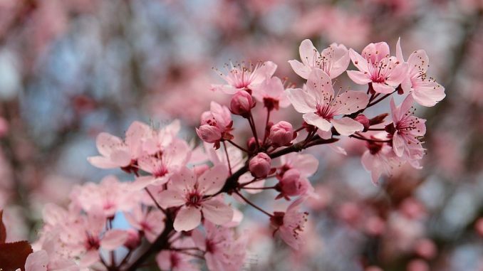 Blüte einer Blutpflaume