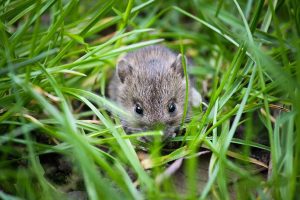 Maus im Garten/Gras