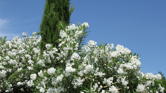 Zypresse als Säulenbaum im Hintergrund