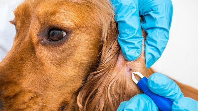 Tierarzt entfernt Zecke am Ohr eines Cocker Spaniels