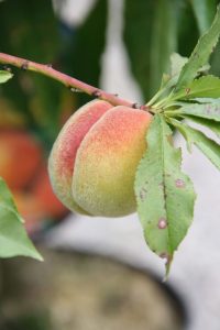 Pfirsich am Zwergobstbaum