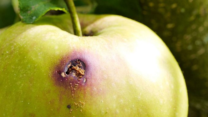 Apfel mit Einstichstelle vom Apfelwickler