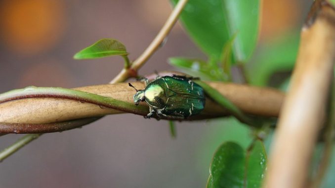 Unter Naturschutz: Goldkäfer/Rosenkäfer