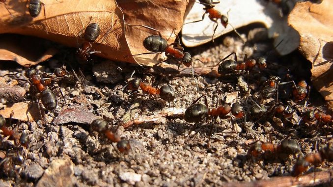 Unter Naturschutz: Waldameise