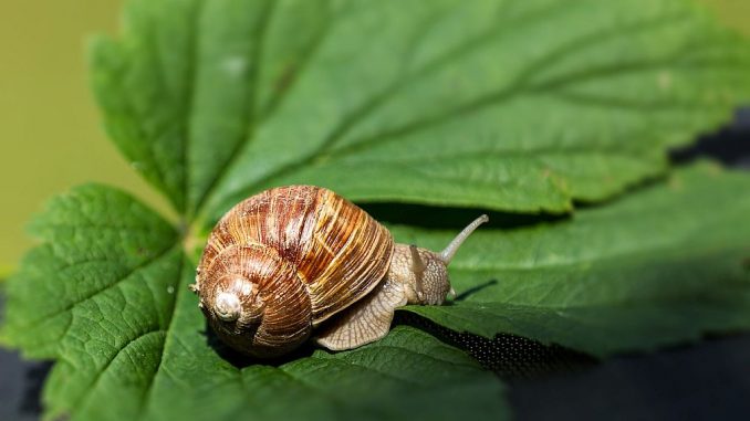 Unter Naturschutz: Weinbergschnecke