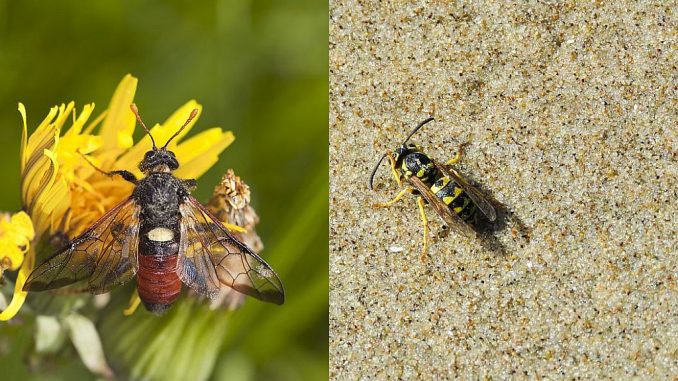 Unter Naturschutz: Keulhornblattwespe (links) und die Kreiselwespe (rechts)