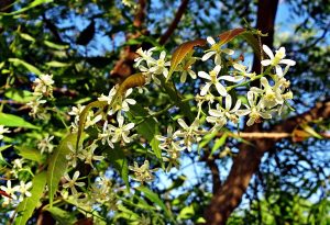 Neembaum/Niembaum in Blüte