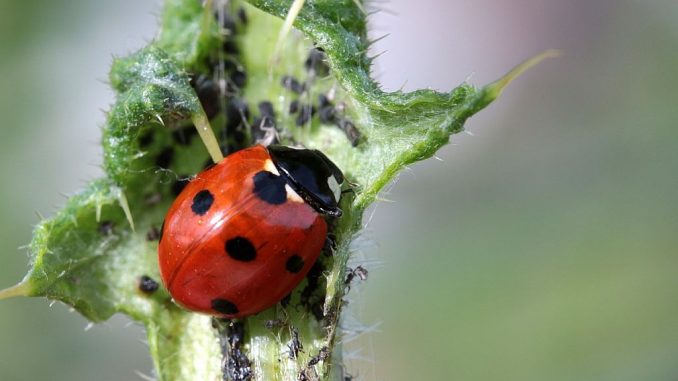 Nützling: Marienkäfer frisst Blattläuse