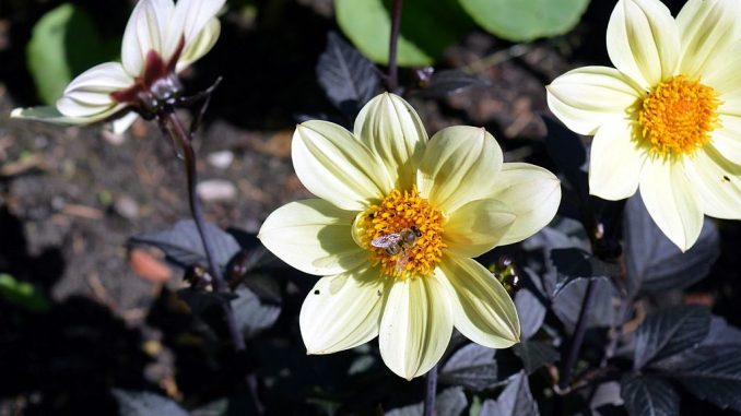 Dahlien locken Bienen an