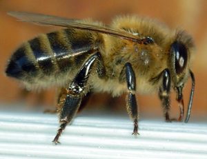 Dunkle Europäische Biene (Apis mellifera mellifera) | Bild: Emmanuel Boutet (GFDL und Creative Commons CC-BY-SA-2.5)