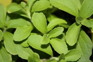 Stevia rebaudiana