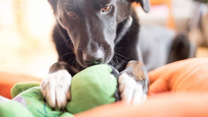 Hund spielt mit Stofftier | Bild: Patrick Daxenbichler fotolia.com