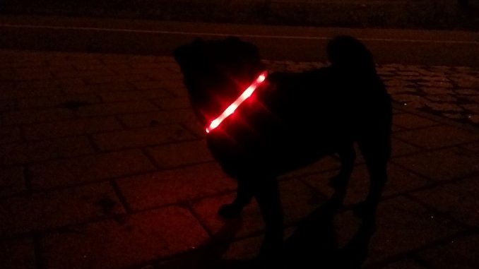 Hund mit Leuchthalsring | Bild: edinger