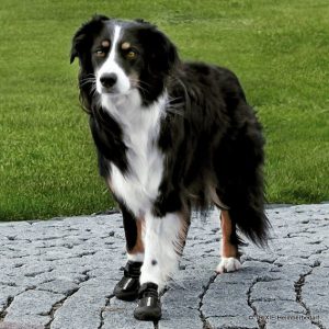 Schutzstiefel/Schutzsocken für den Hund | Bild: Trixie