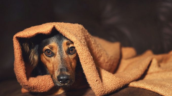 Hund versteckt sich unter einer Decke | Bild: Lindsay_Helms fotolia.com