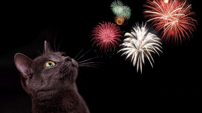 Katze und Feuerwerk | Bild: grafikplusfoto fotolia.com