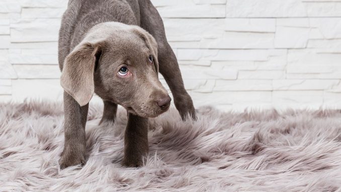 Ängstlicher Labrador-Welpe | Bild: bmf-foto.de