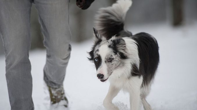 Winterspaziergang mit Hund | Bild: DoraZett fotolia.com