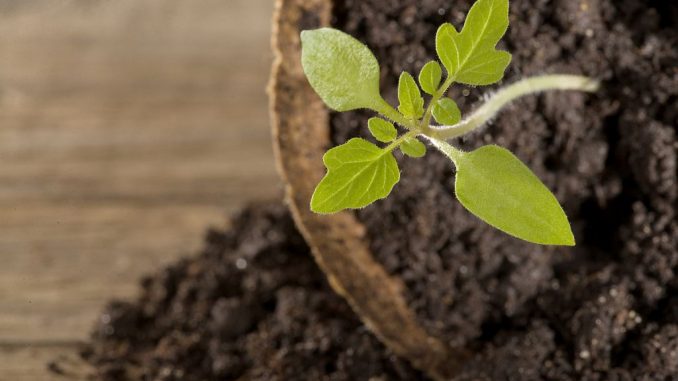 Tomatenpflanze geschützt | Bild: Petra Schüller fotolia.com