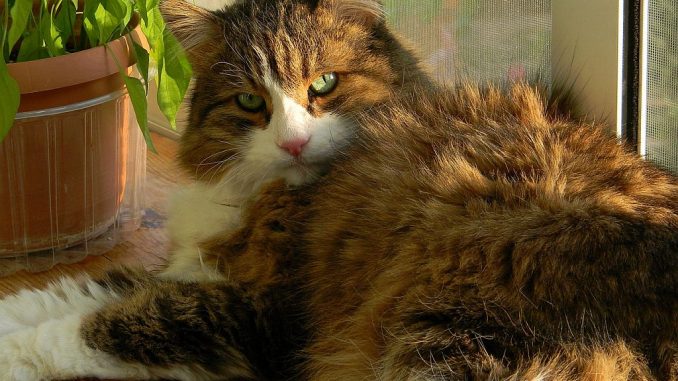 Katze vor Fliegengitter-Fenster | Bild: Akuptsova