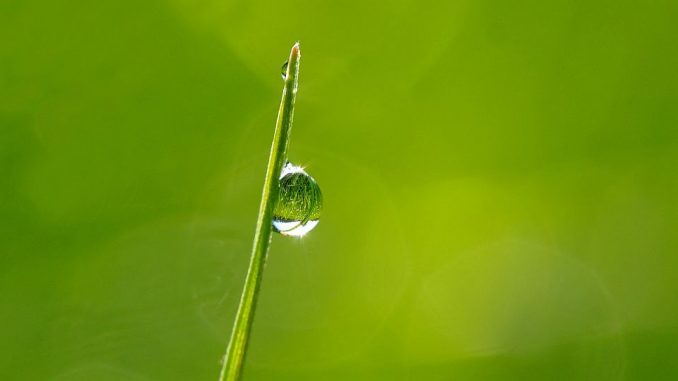 Licht bündelt sich im Wassertropfen | Bild: esuil