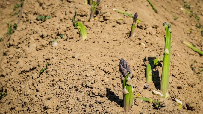 Grüner Spargel auf dem Feld | Bild: maxmann