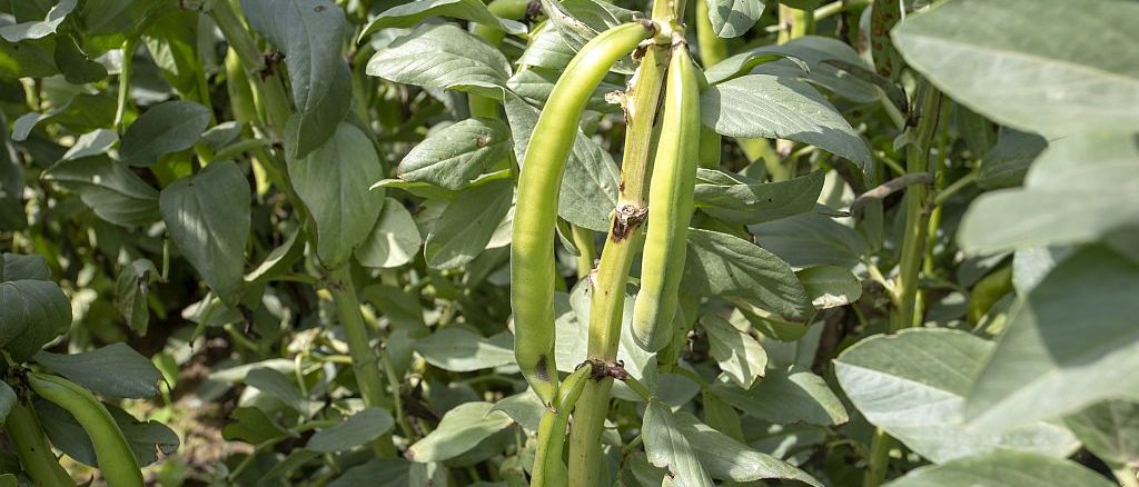 Vicia faba, Ackerbohne | Bild: Esin Deniz stock.adobe.com