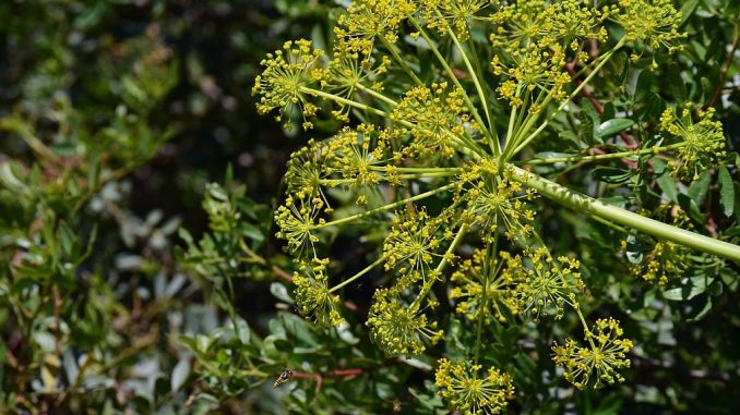 Mittelzehrer: Fenchel, mit Blüten | Bild: ulleo