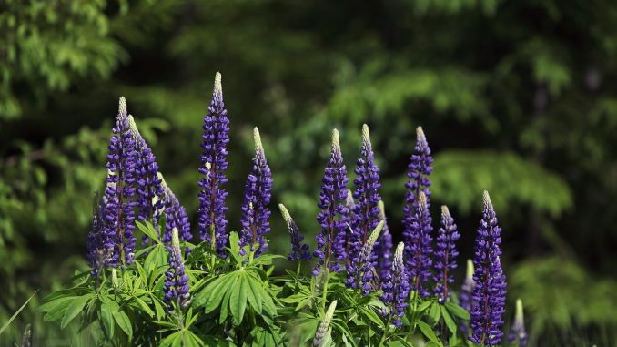 Lupine | Bild: Raindom